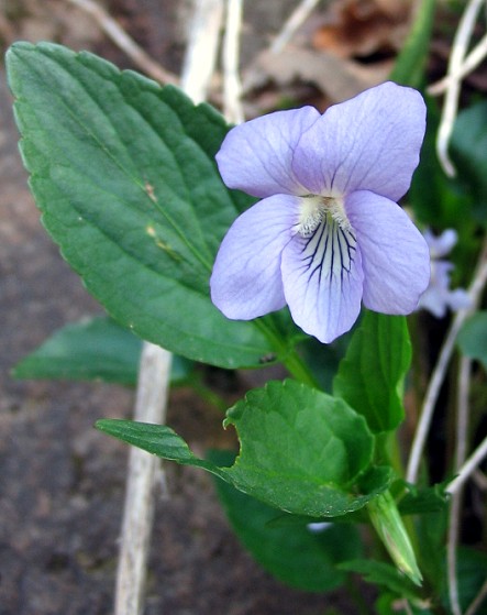 Viola canina / Viola selvatica