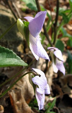 Viola canina / Viola selvatica