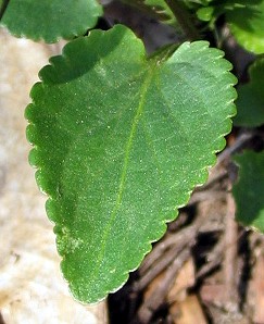 Viola canina / Viola selvatica