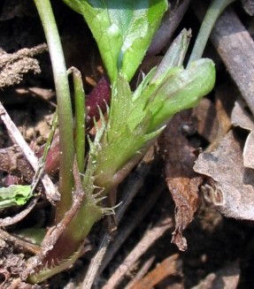 Viola canina / Viola selvatica