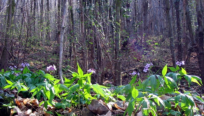 Cardamine pentaphyllos / Dentaria a cinque foglie