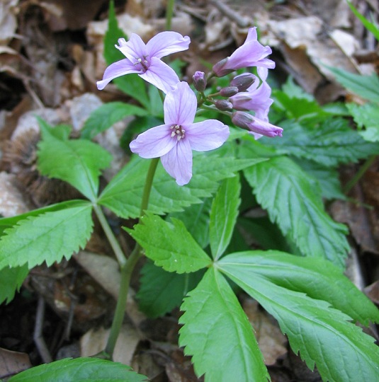 Cardamine pentaphyllos / Dentaria a cinque foglie