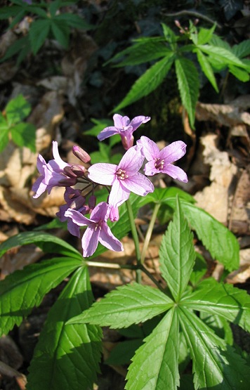 Cardamine pentaphyllos / Dentaria a cinque foglie