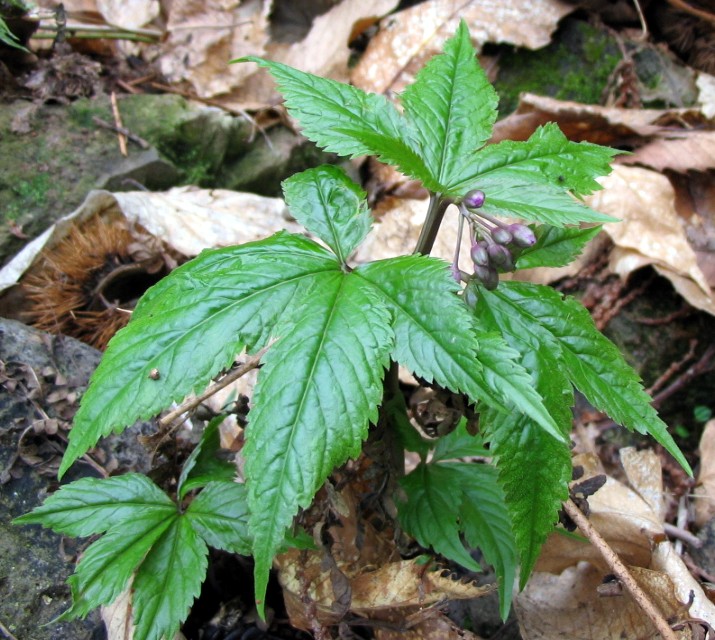 Cardamine pentaphyllos / Dentaria a cinque foglie