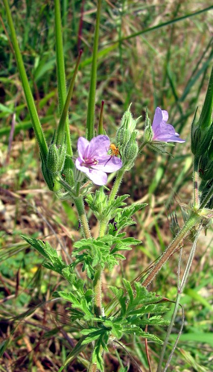 Erodium ciconium / Becco di Gr maggiore