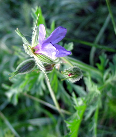 Erodium ciconium / Becco di Gr maggiore