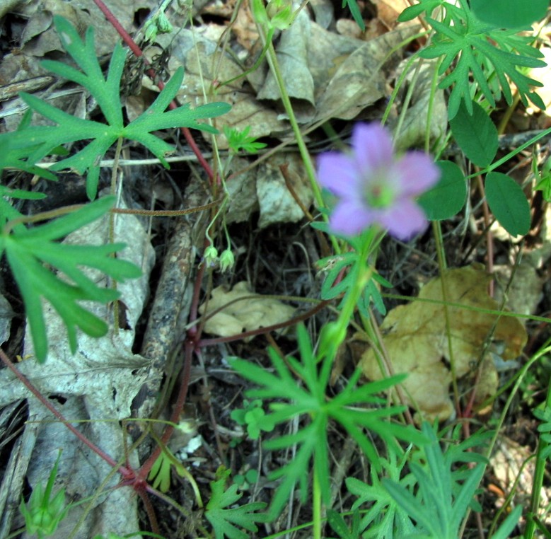 Geranium columbinum & Geranium dissectum