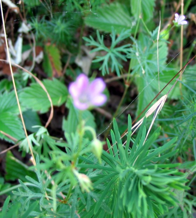 Geranium columbinum & Geranium dissectum