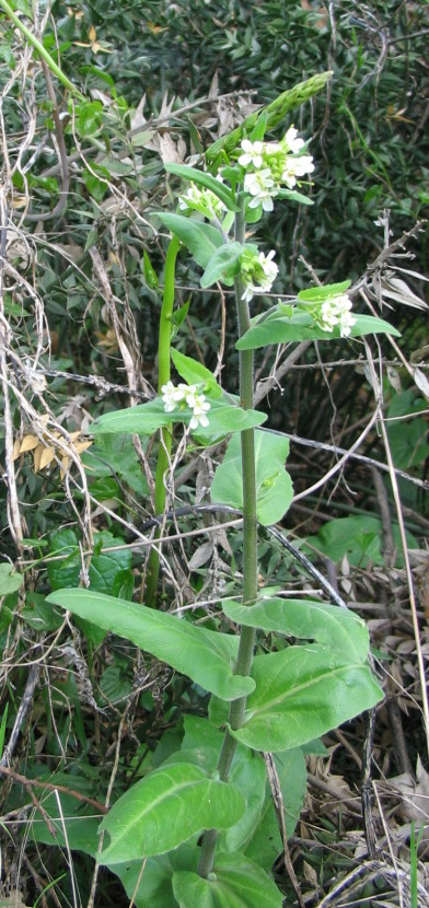 Pseudoturritis turrita (= Arabis turrita) / Arabetta maggiore