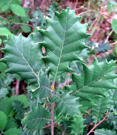 Quercus dalechampii / Quercia di Dalechamps