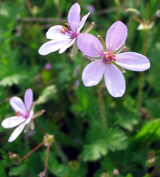 Erodium cicutarium / Becco di Gr comune