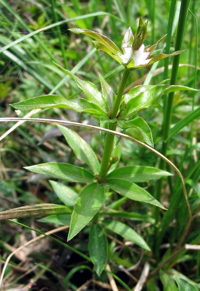 Rubia peregrina / Robbia selvatica