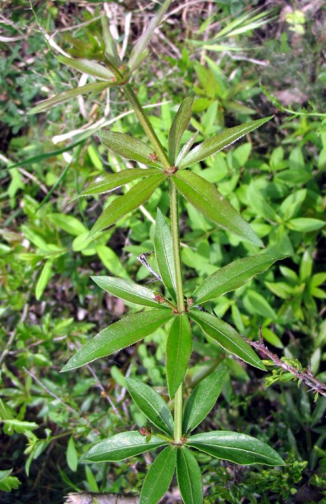 Rubia peregrina / Robbia selvatica