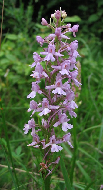 Ophrys fuciflora Gymnadenia conopsea Anacamptis pyramidalis