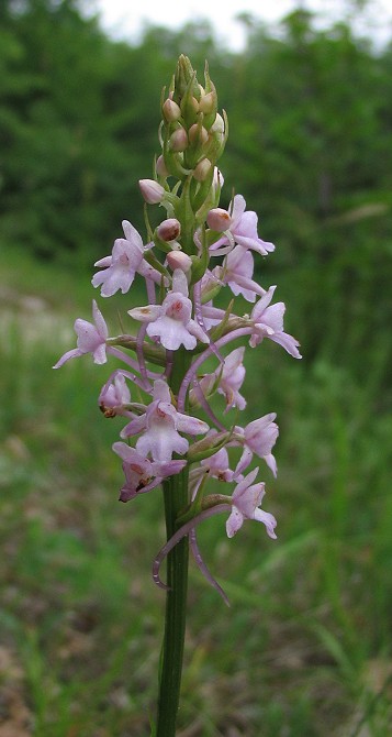 Ophrys fuciflora Gymnadenia conopsea Anacamptis pyramidalis