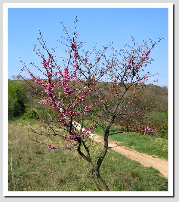 Cercis siliquastrum / Albero di Giuda