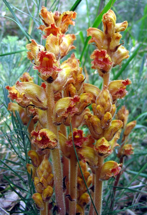 Orobanche cfr. gracilis  (Lamiales - Orobanchaceae)
