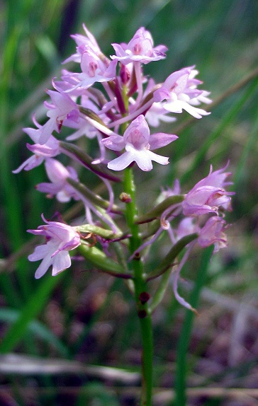 Anacamptis pyramidalis