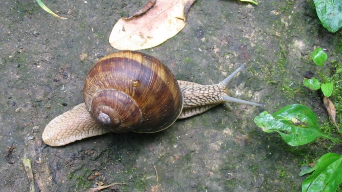 Helix pomatia