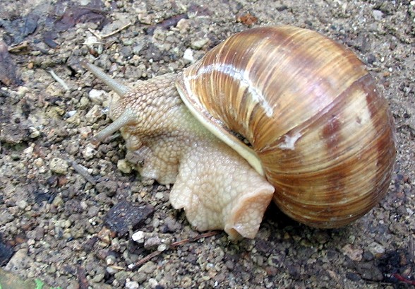 Helix pomatia