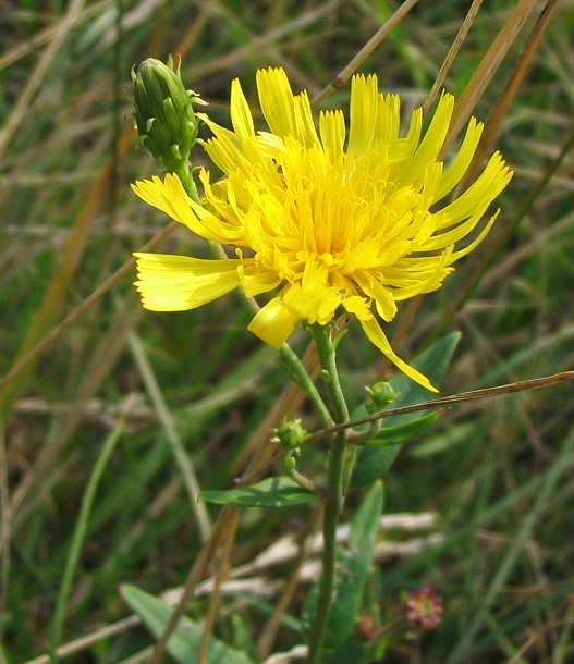 Hieracium sabaudum ?