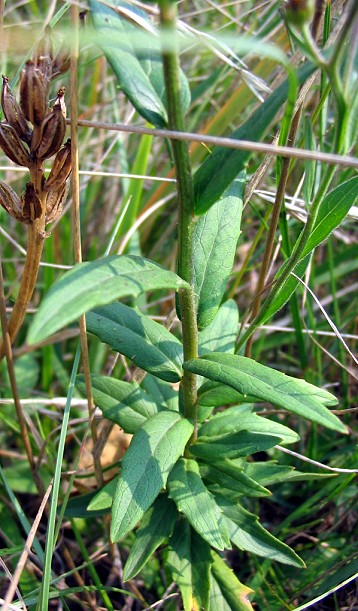 Hieracium sabaudum ?