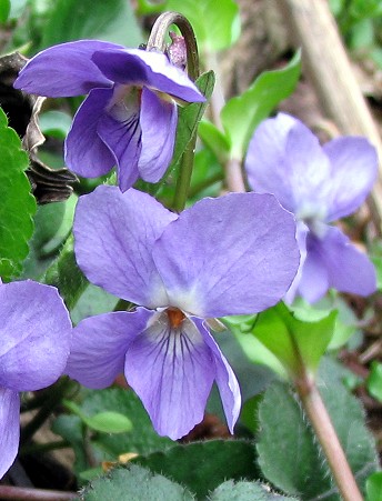 Viola hirta / Viola irta