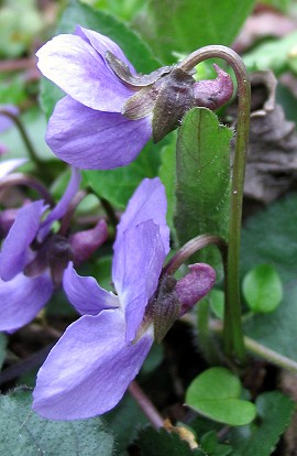 Viola hirta / Viola irta