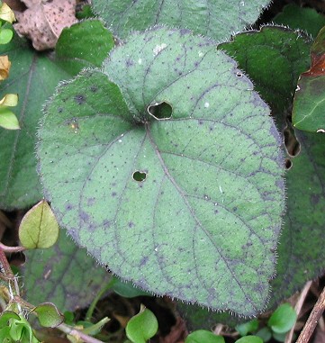 Viola hirta / Viola irta