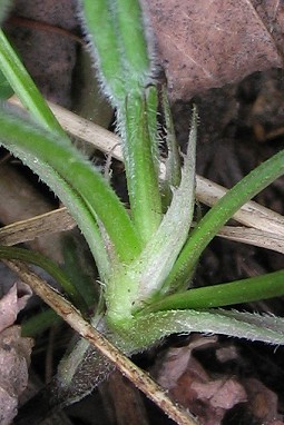 Viola hirta / Viola irta