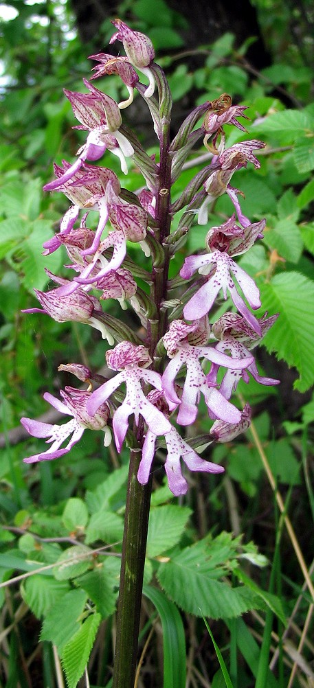 Orchis simia  x Orchis  purpurea