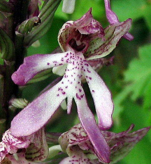 Orchis simia  x Orchis  purpurea