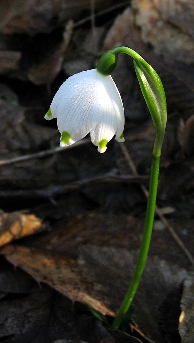 Leucojum vernum / Campanelle comuni