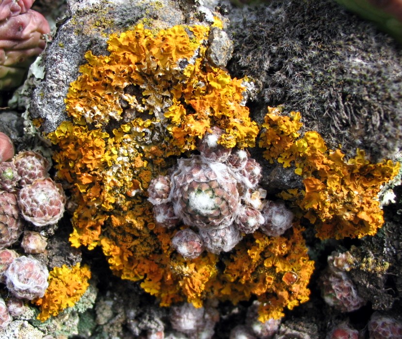 Xanthoria calcicola