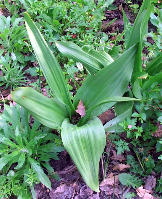 Colchicum autunmale / Colchico (pianta con frutto)