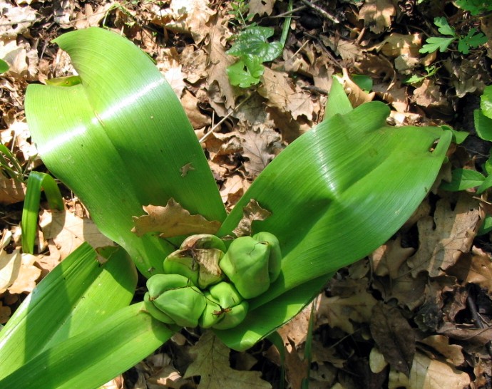 Colchicum autunmale / Colchico (pianta con frutto)