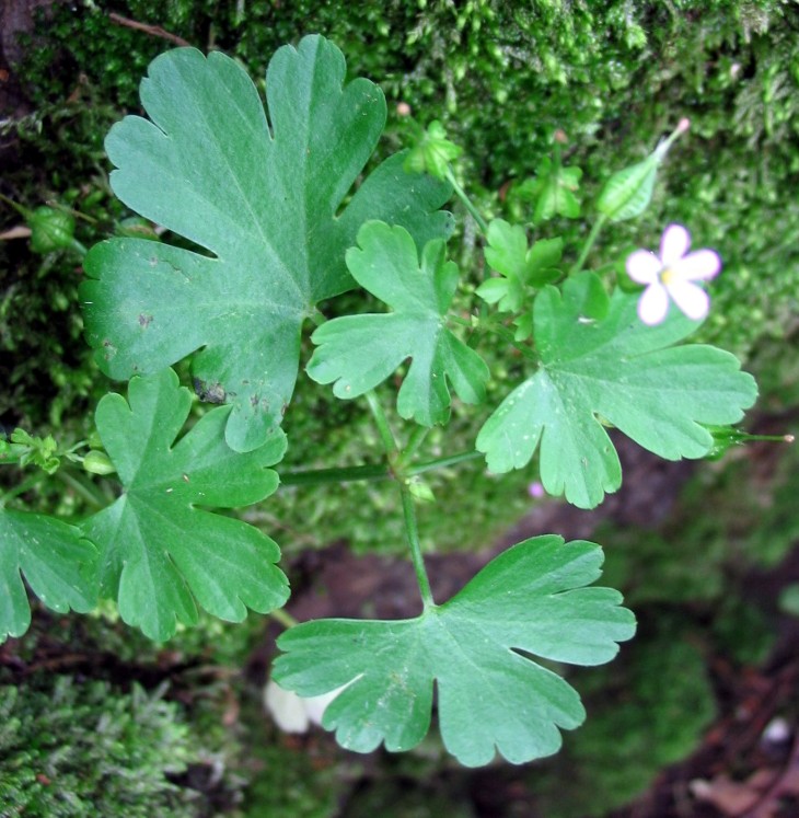 Geranium lucidum / Geranio lucido