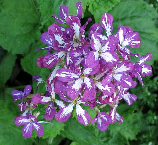 Lunaria annua / Medaglie del Papa