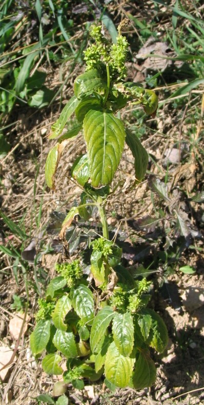 Mercurialis annua / Mercorella comune