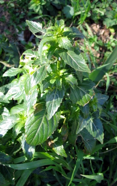 Mercurialis annua / Mercorella comune