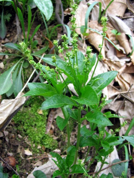 Mercurialis perennis / Mercorella bastarda