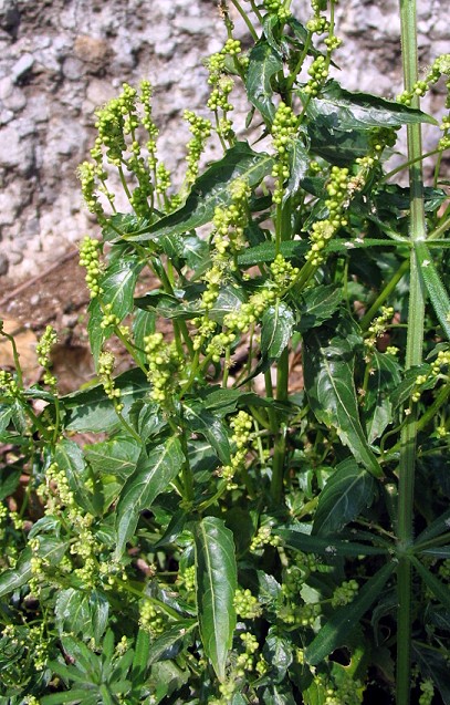 Mercurialis annua / Mercorella comune