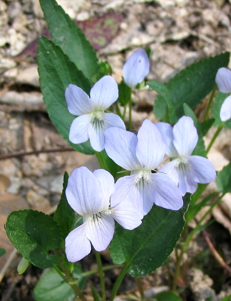 Viola canina / Viola selvatica
