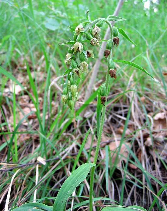 Epipactis muelleri