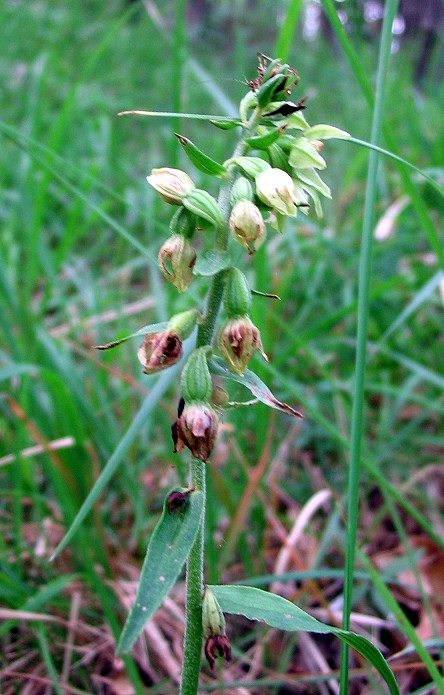 Epipactis muelleri