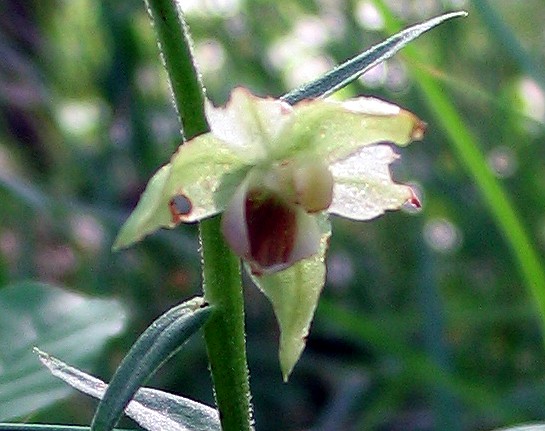 Epipactis muelleri