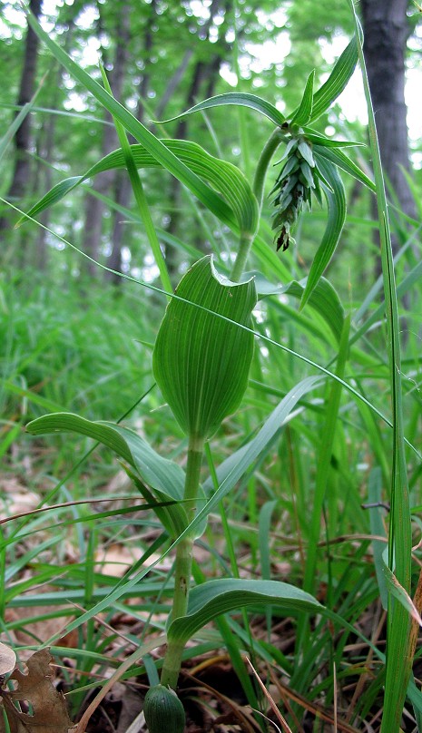 Epipactis muelleri