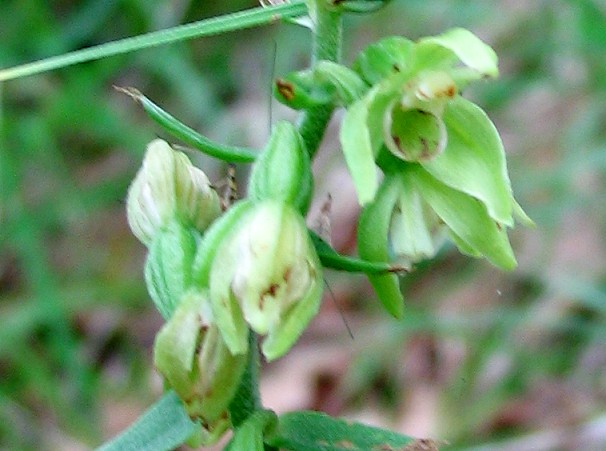 Epipactis muelleri