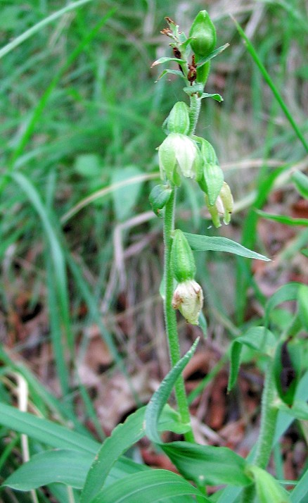 Epipactis muelleri