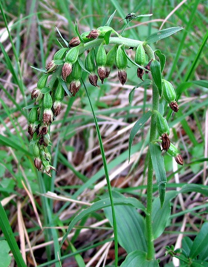 Epipactis muelleri